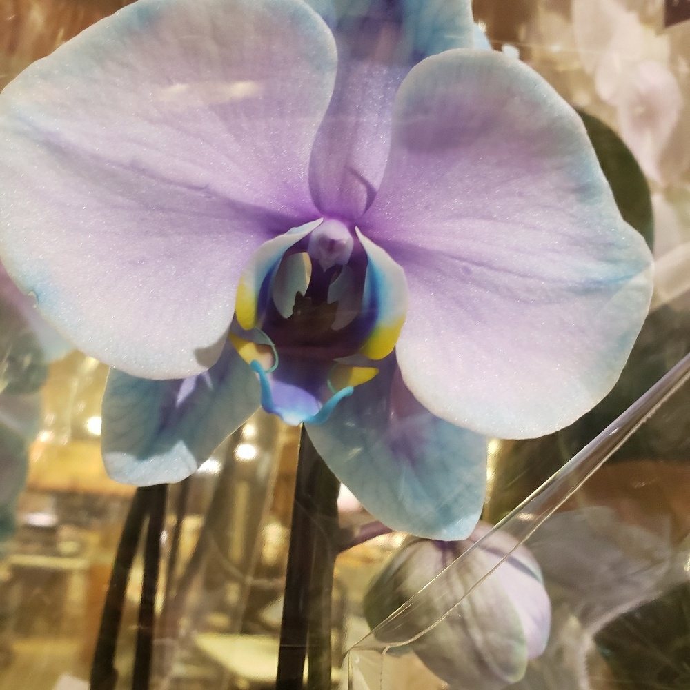 Meet your Posher, Digayl